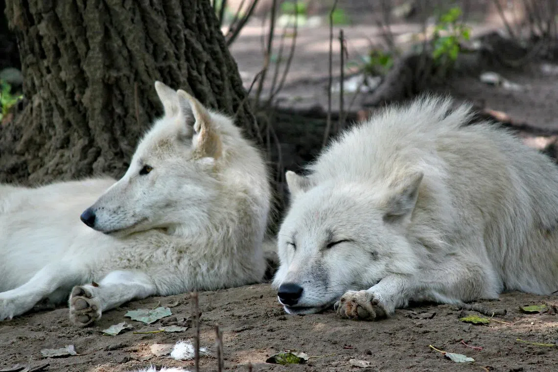 Lodges in the wolf zone promise “silence, rest and disconnection”.
