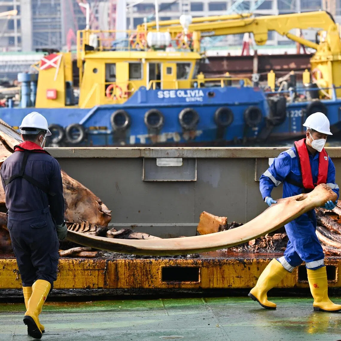 Curators Marcus Chua (right) and Foo Maosheng carrying the mandible bone from the baleen whale carcass for storage at the Singapore Salvage Engineers’ shipyard in Tuas, on Sept 26.