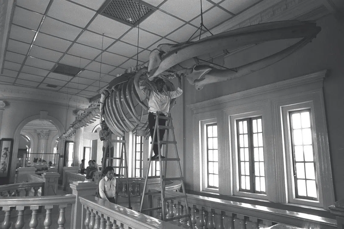 Staff at the National Museum at Stamford Road dismantling the skeleton of a blue whale before it was given to Malaysia in 1974.