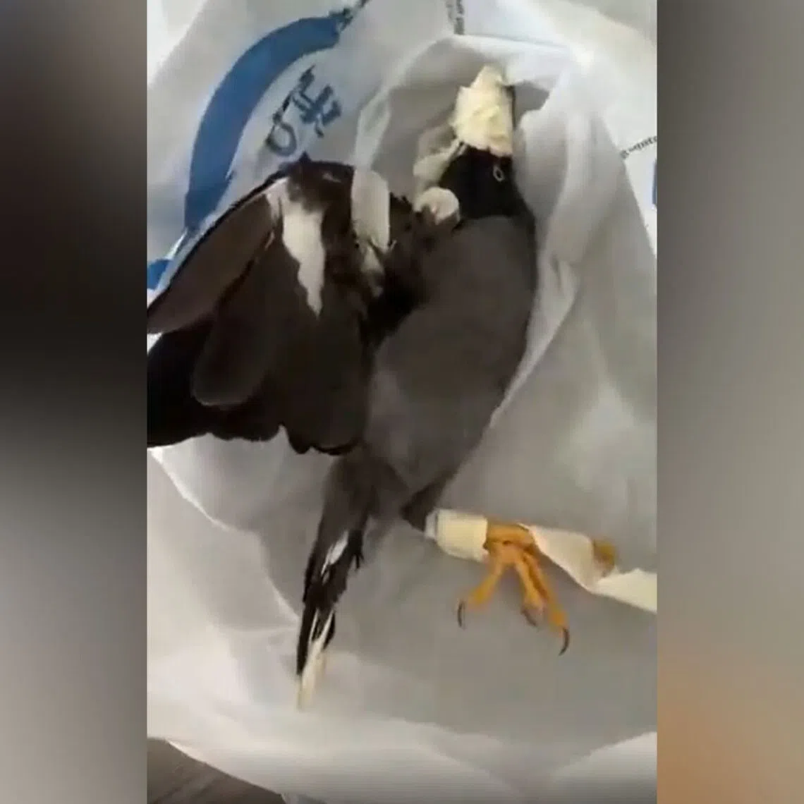 The woman claimed that the bird had flown into her residence for food.