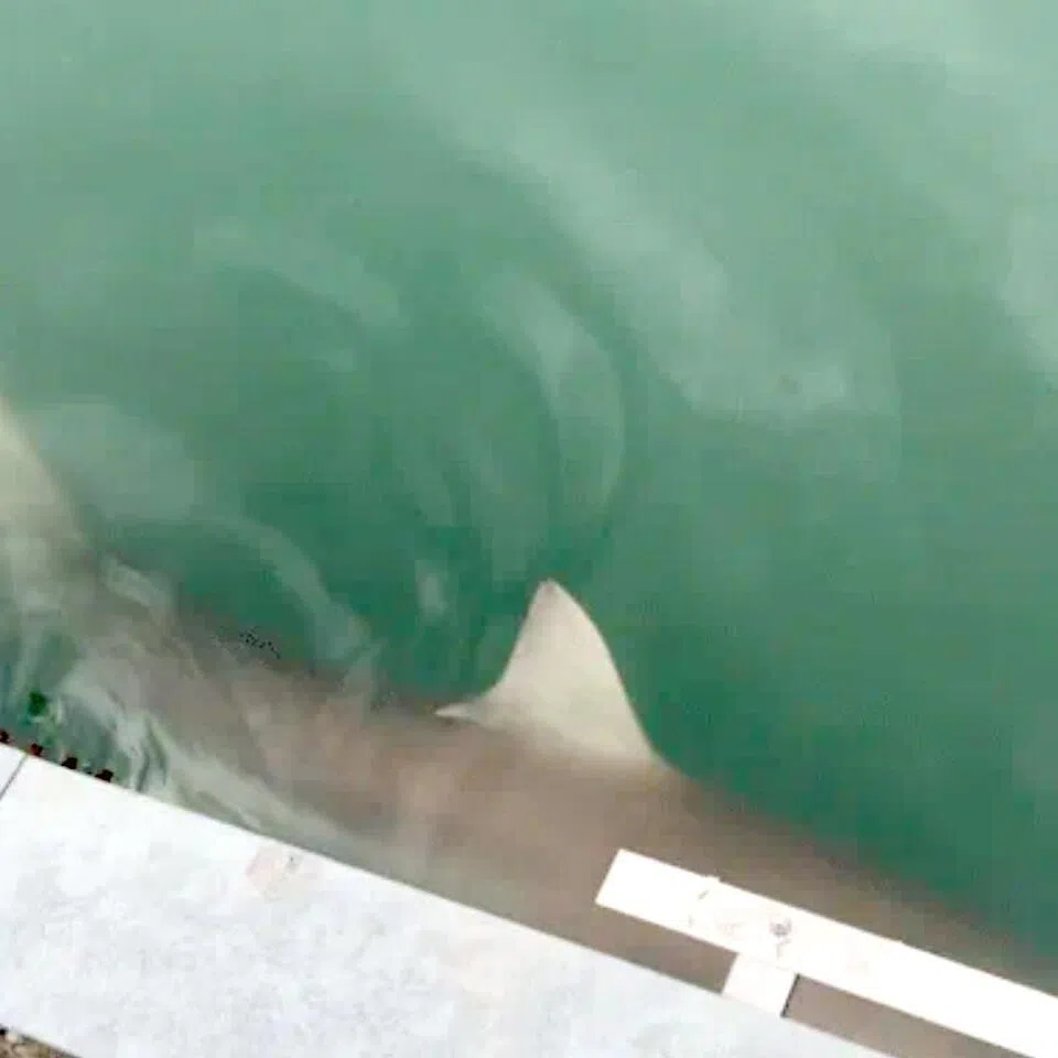 The shark, more than 3m long, has drawn crowds near the waterway at Busan North Port Waterfront Park since Sept 18.