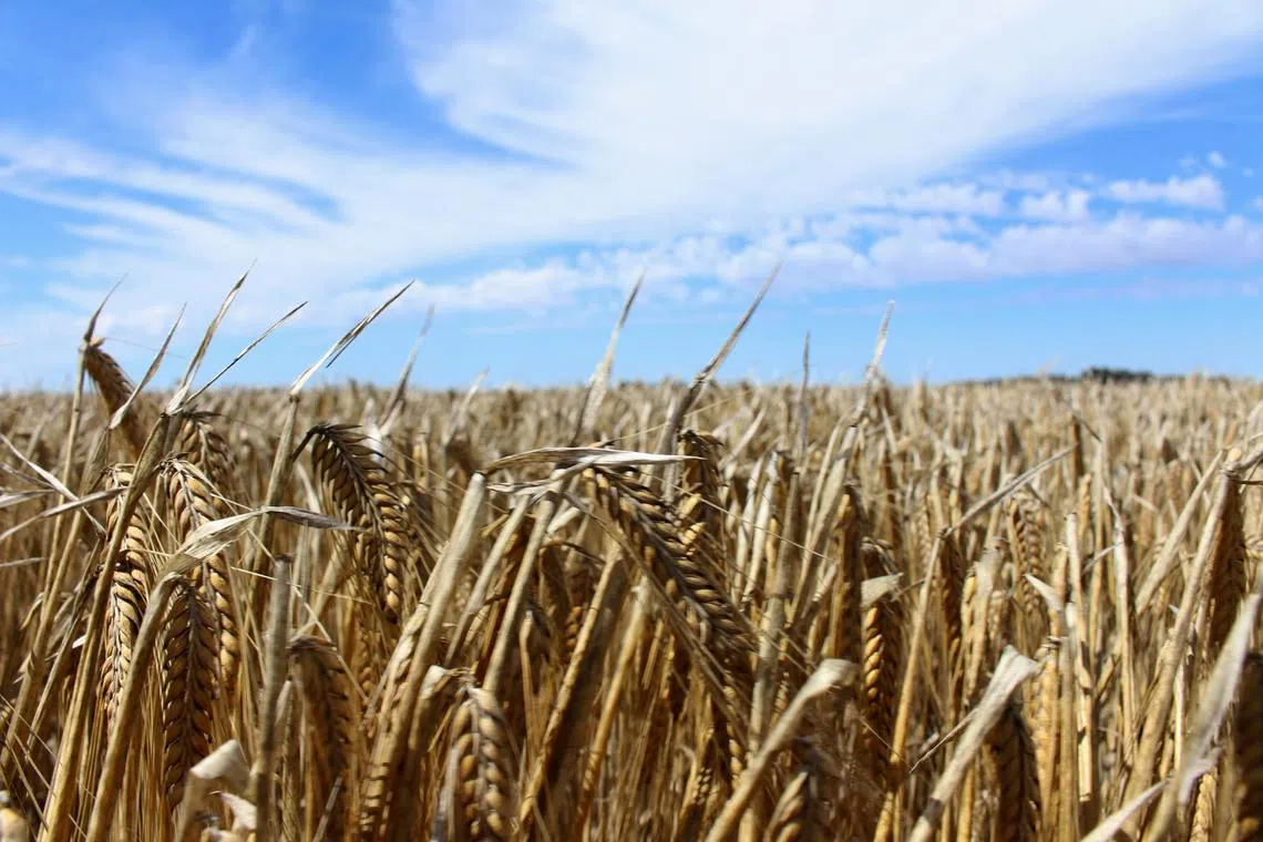 FILE PHOTO: The crop is seen in a barley field at a farm near Moree, an inland town in New South Wales, Australia October 27, 2020. Picture taken October 27, 2020. REUTERS/Jonathan Barrett/File Photo
