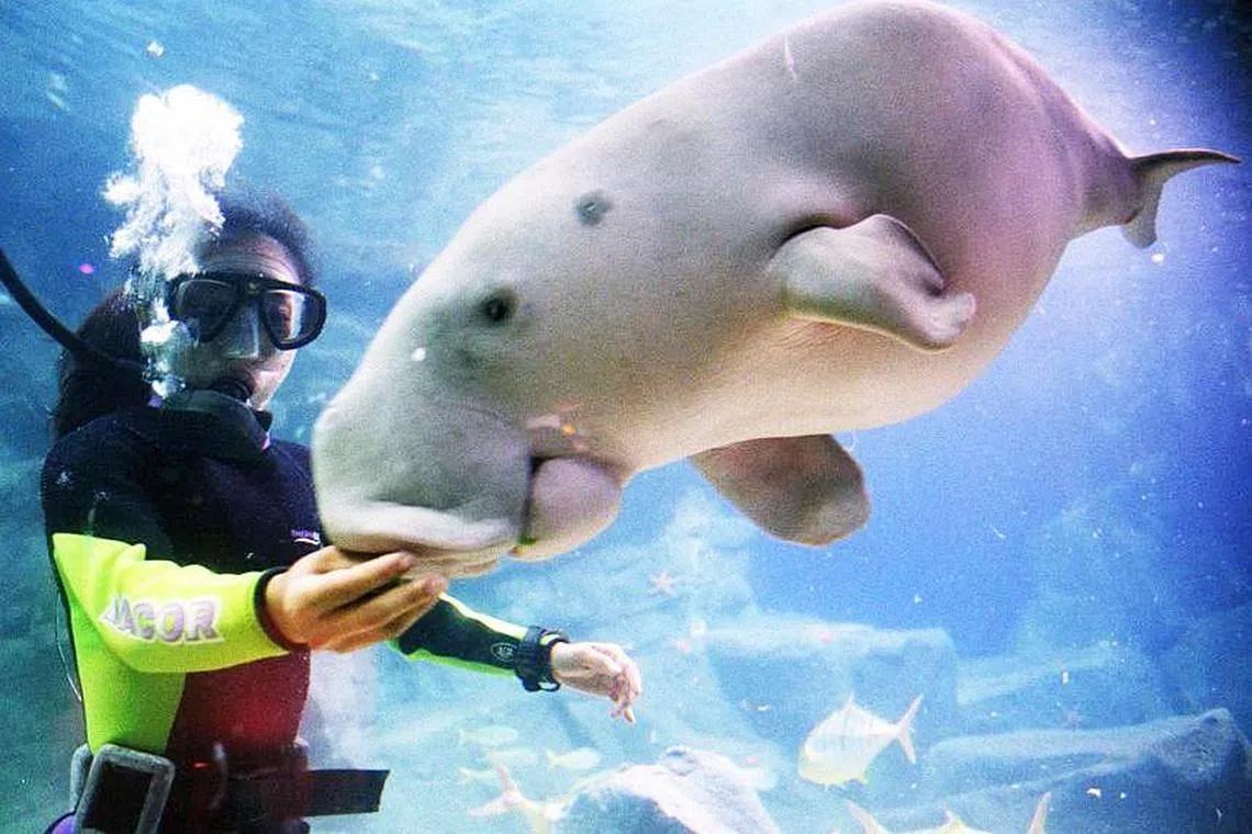 Populations of the dugong, commonly known as the sea cow, have fallen to fewer than 250 adults in east Africa and fewer than 900 in the French territory of New Caledonia.
