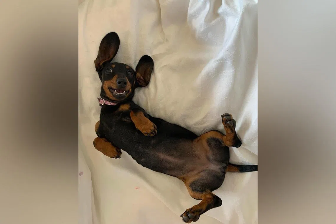 Miniature dachshund Valerie made her escape during a camping trip with owners in November 2023.