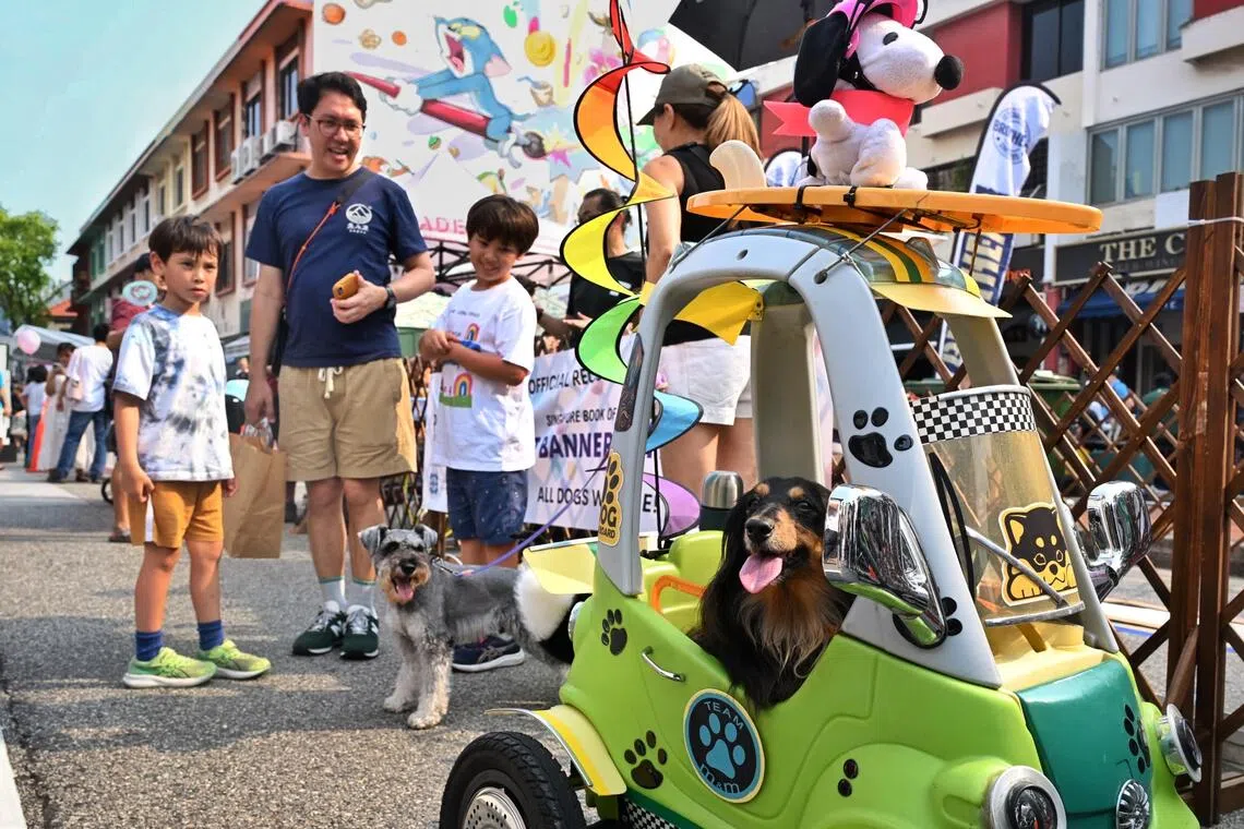 Max, a 14-year-old Dachshund (right),  riding in a custom made dog stroller built by his owner Matthew Koh, attracting plenty of attention at the Joo Chiat Car-Free Day on Oct 3.