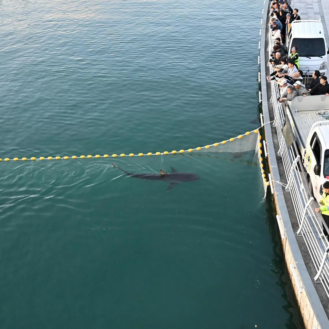 An attempt to guide the stranded shark nicknamed Bukang-i back to the sea in South Korea’s port city of Busan on Oct 21.