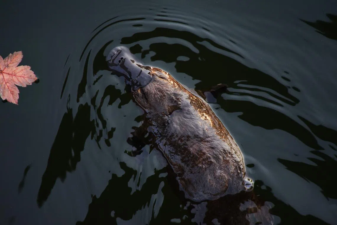 Four females were released into the Royal National Park, the second-oldest national park in the world.