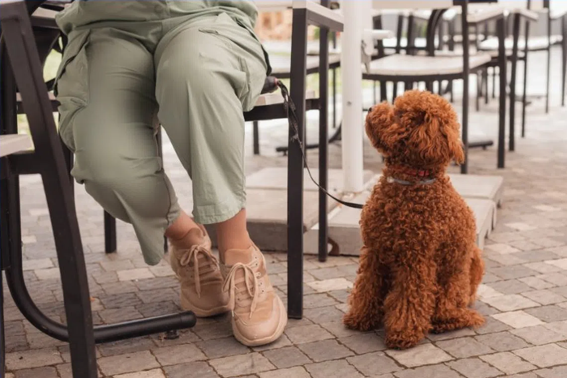 Dining etiquette also goes both ways, said SPCA, advising other diners to respect pet owners and their animals by giving them space.