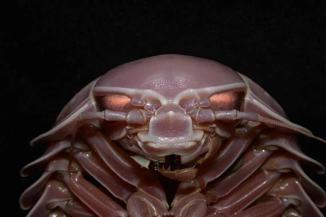 Panglao2005 expedition to the Philippines/Deep-sea
sea cockroach. [An international team of
researchers has been trawling the ocean's
depths for living treasure. Among them are
three Singaporean crustacean experts, who
in 10 days last month on a Filipino research
vessel, unearthed several hundred species
of prawns, crabs, lobsters and fish from
the mud. The precious finds were dredged
from depths of 100m to 2,300m in the Bohol
and Sulu seas off the island of Panglao,
in the southern Philippines. The area is
famed for having a wide variety of species
living in many diverse environments.
There
were blood red lobsters with sapphire eggs
and deep-sea fish which exploded from the
pressure change they experienced on reaching
the surface.
]