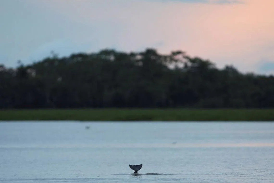 FILE PHOTO: A Tucuxi dolphin is pictured at the Mamiraua Sustainable Development Reserve in Uarini, Amazonas state, Brazil  January 19, 2020. Picture taken January 19, 2020. REUTERS/Bruno Kelly/File photo