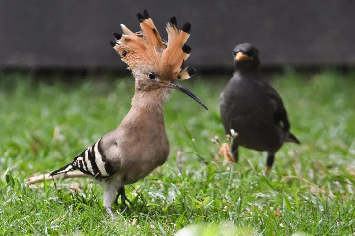 A local Javan Myna (right) causing a Eurasian hoopoe to raise its distinctive crest in Tanjong Katong on Jan 20, 2026. Known for its orange, black and white feathers and its undulating flight, the hoopoe — native to Europe, Africa and Asia — has created a buzz among birdwatchers after being spotted in Singapore for the first time in nearly 40 years.