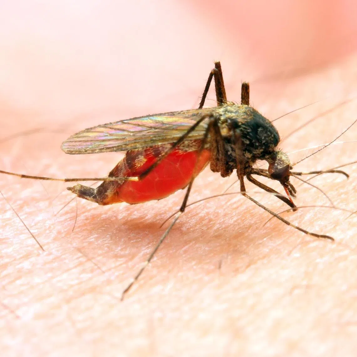 An imported Anopheles mosquito carried over by an aircraft is thought to be the likely cause of malaria among six workers at Germany’s Frankfurt airport.