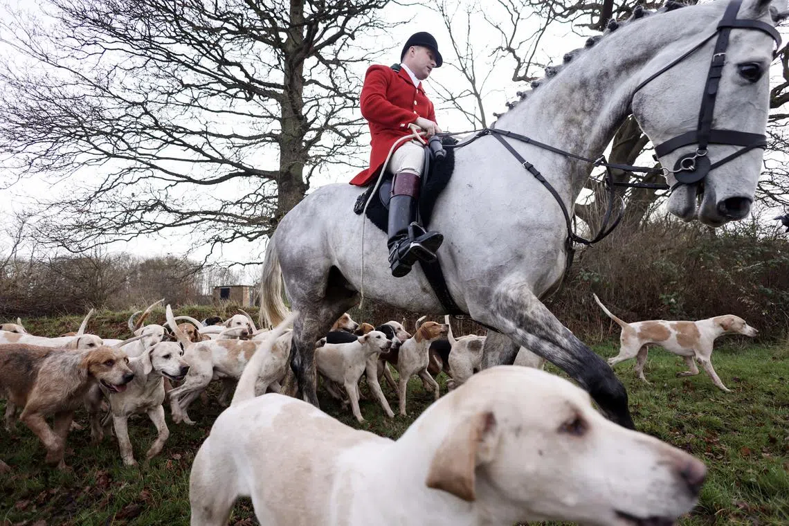 epa11044660 A rider and hounds take part in the Old Surrey Burstow and West Kent Boxing Day annual meet in Chiddingstone, Britain, 26 December 2023. Hunting with horses and hounds is a Boxing Day tradition in Britain. Since the fox hunting ban following the introduction of the Hunting Act in 2004, modified hunts take place using scented trails for the animals to follow. EPA-EFE/NEIL HALL