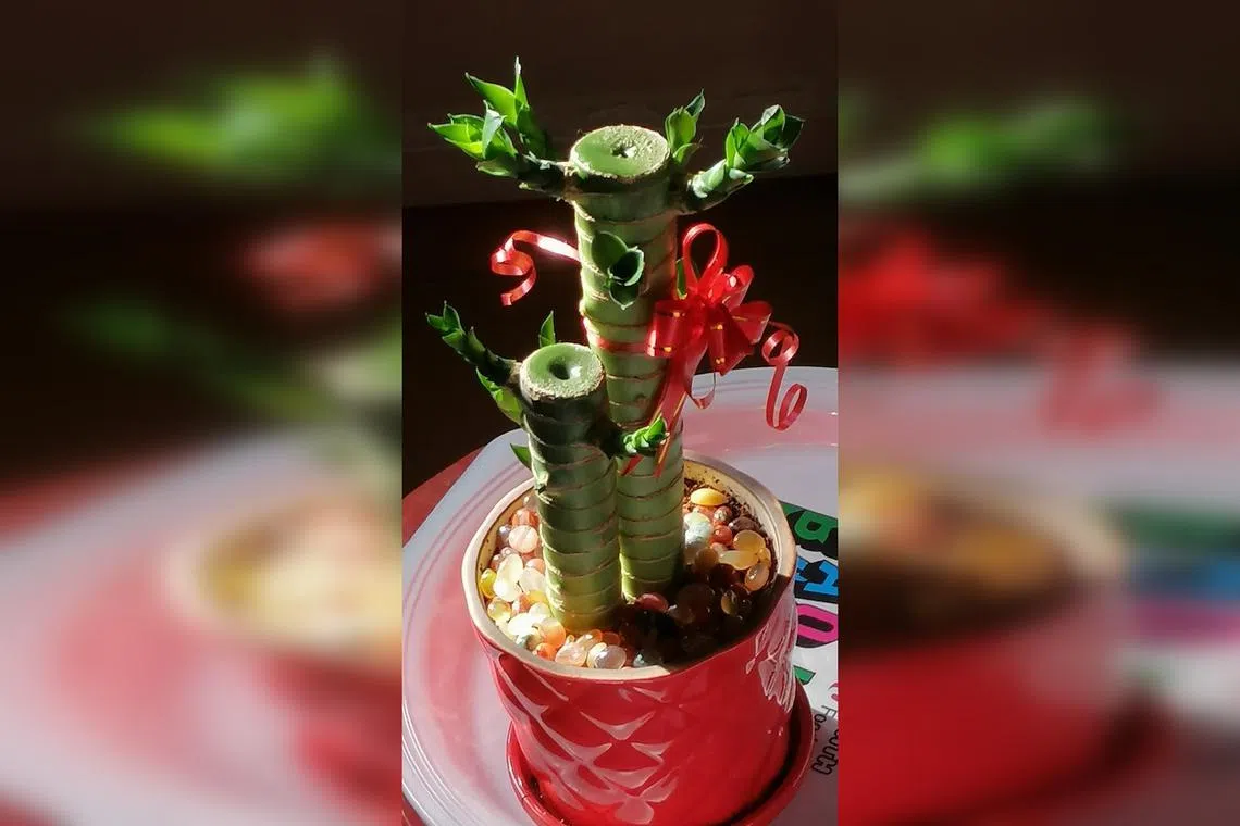 Pot Lucky Bamboo cuttings in an aerated growing mix, preferably one containing organic matter and gritty components.