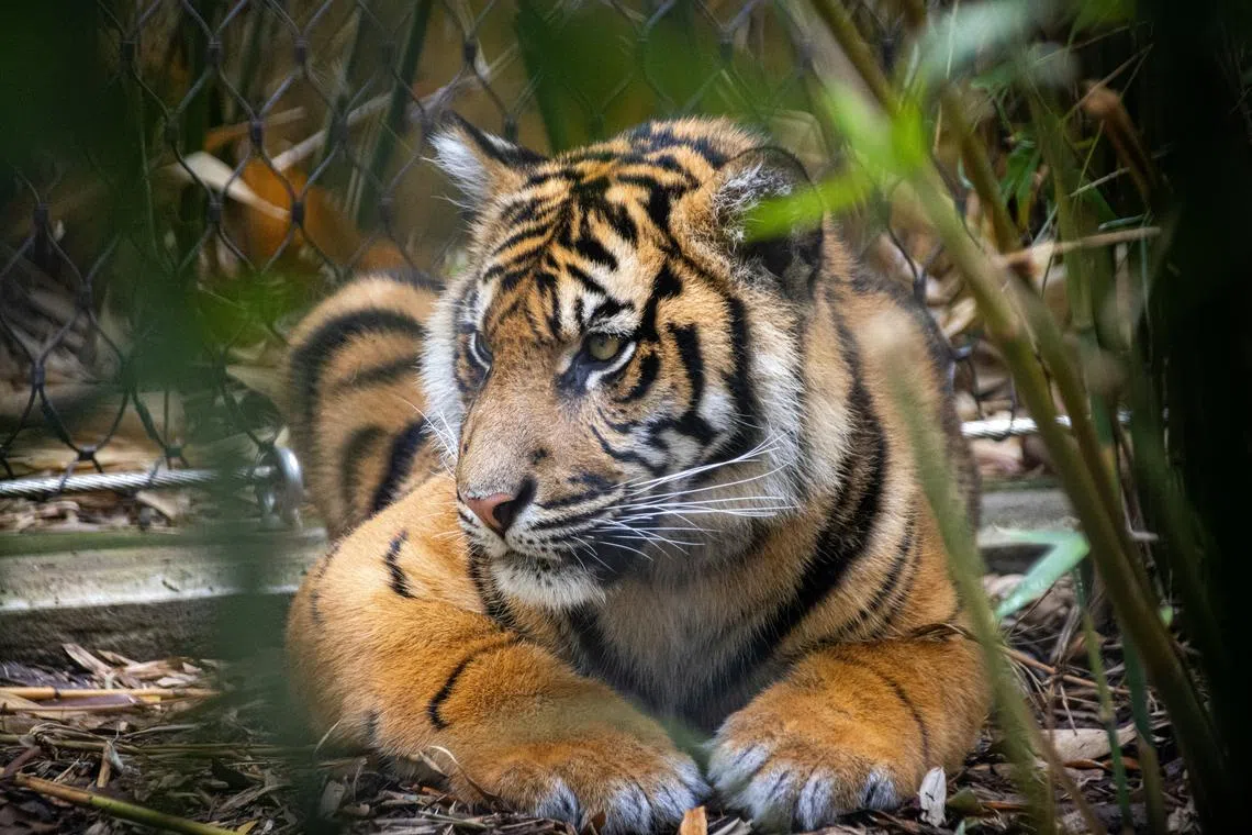 Indonesia is a key regional biodiversity hotspot and home to endangered species like Sumatran tigers.