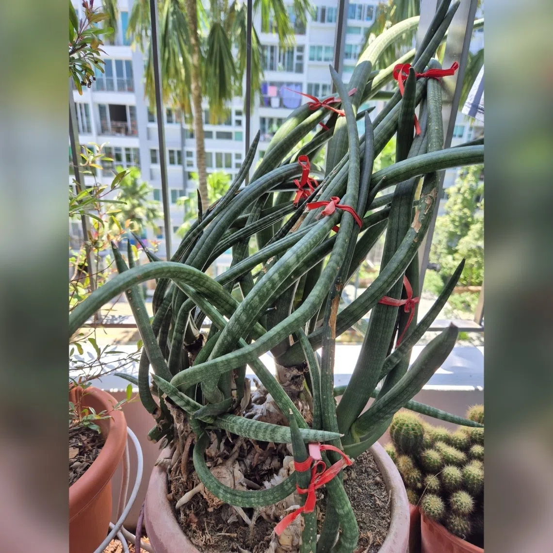 This plant should get at least six hours a day of filtered sunlight. 