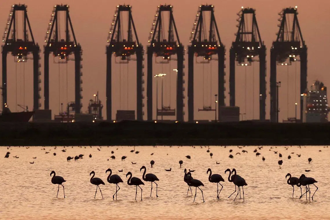Migratory flamingos arriving from Europe are seen in Port Fouad Nature Reserve, on the outskirts of Port Said Governorate, Egypt, Dec 12, 2022. 