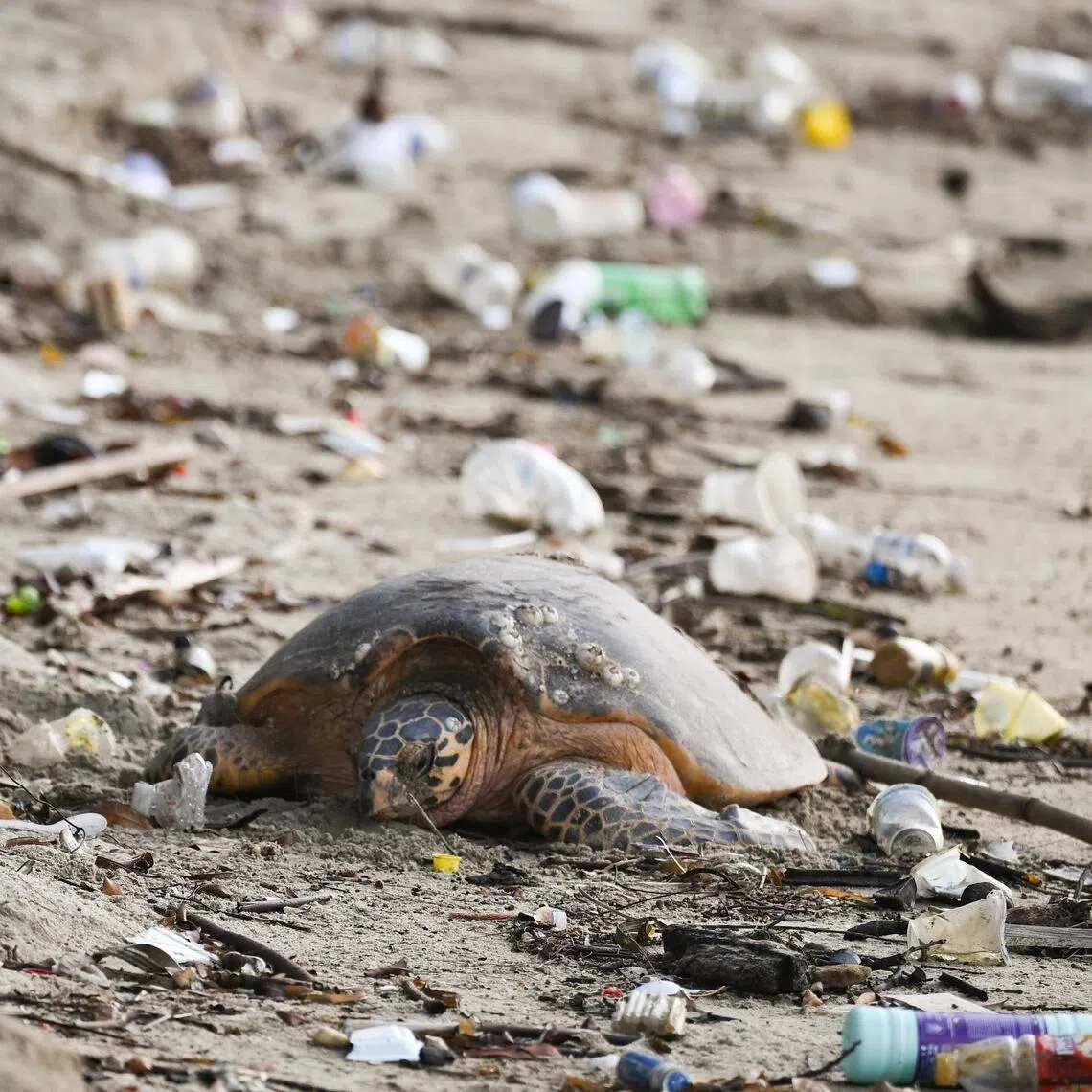 A critically endangered hawksbill turtle crawled ashore to lay its eggs at East Coast Park on July 10.