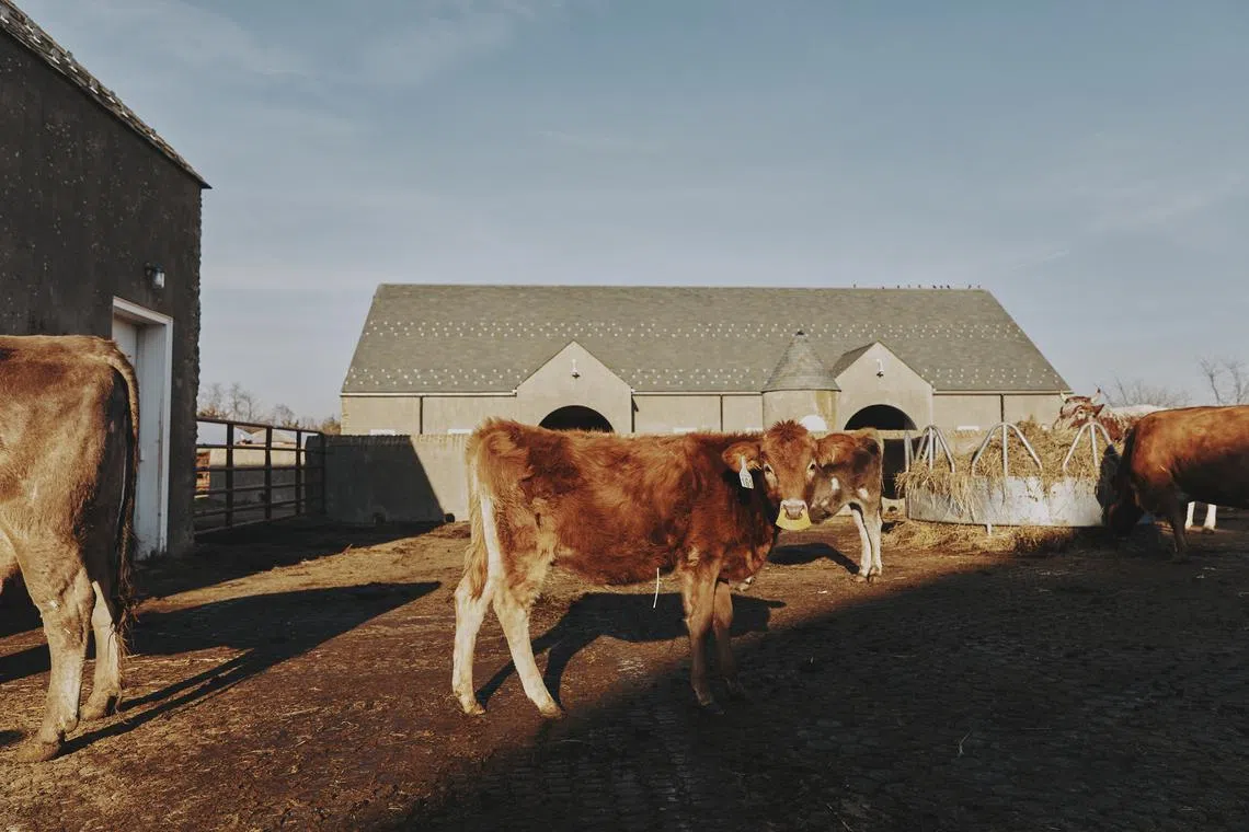 The cattle infections do not present a concern for the commercial milk supply, as dairies are required to destroy milk from sick cows.