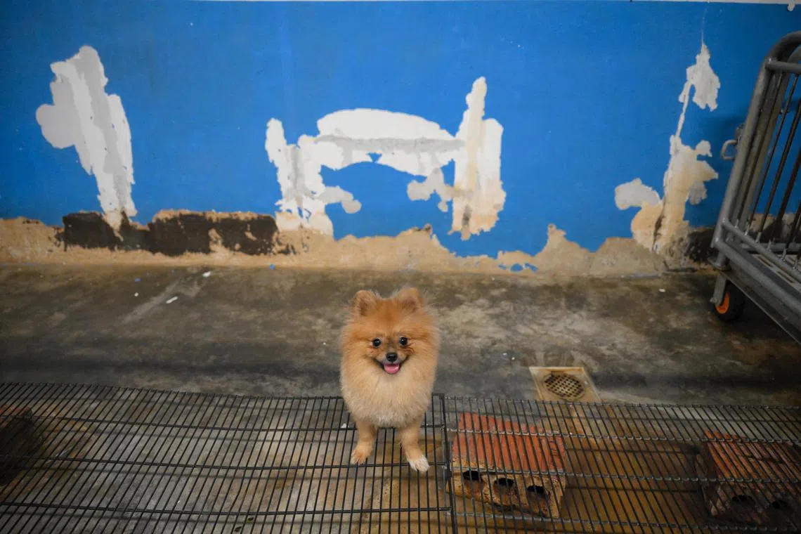 A dog used for breeding is seen at the living area at Paw Buddies on June 14, 2024. 