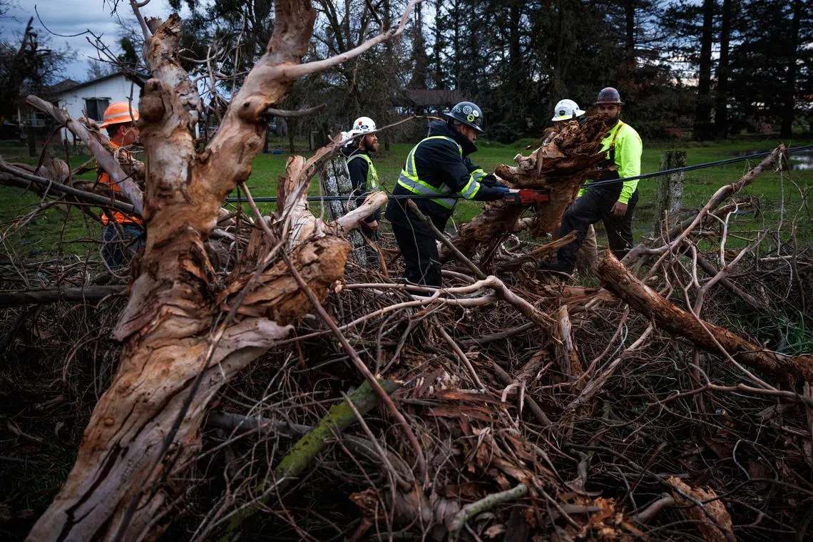 A power pole crew works to free a power line after a tree fell on it during a recent storm in Wilton, California, Jan. 4, 2023. 