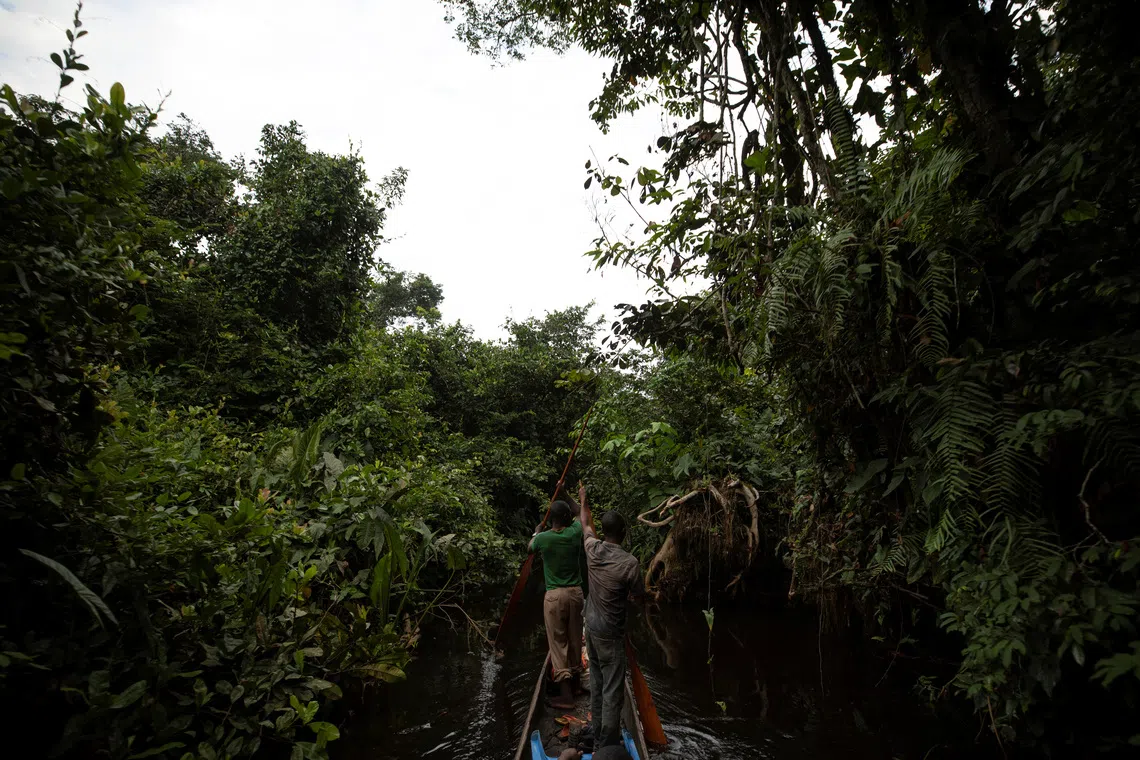 France leads $2.5 billion initiative to safeguard Congo's forest