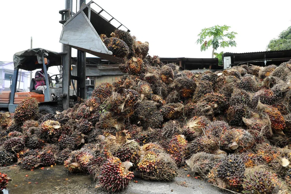 Palm oil is blamed by environmentalists for fuelling the destruction of rainforests in Malaysia and Indonesia.