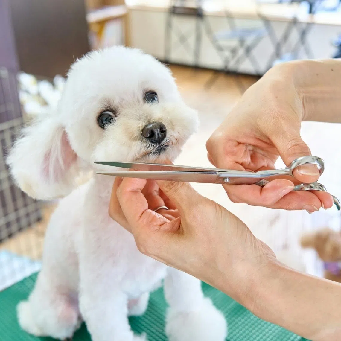 Individuals working in animal-related businesses, including pet groomers, are expected to uphold high standards of animal welfare.