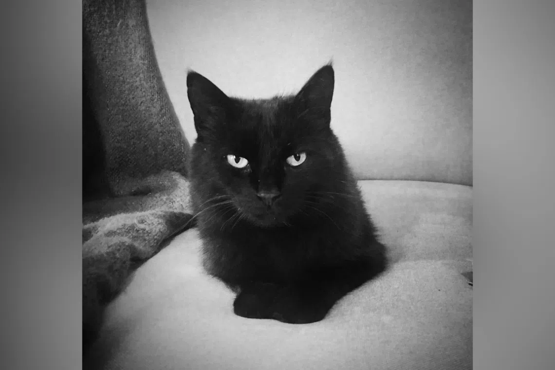 Angie is a connection - not only a connection to the writer's daughter, but to Singapore where they lived for two decades.