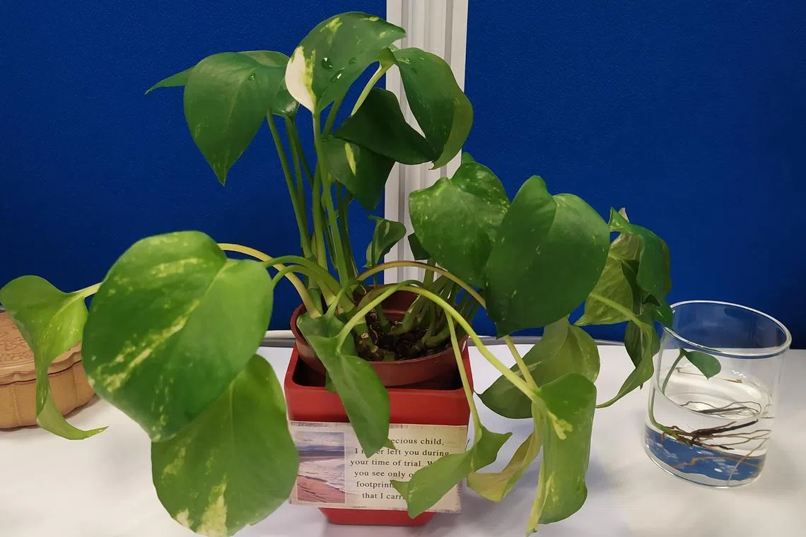 The money plant should be watered regularly, but not excessively. Too much water can cause root rot.