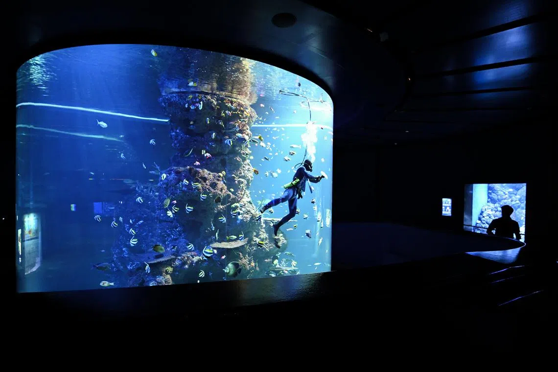 Animal Care Specialist Justin Tan Chin How wiping the panel of the Coral Garden at Singapore Oceanarium on May 26.