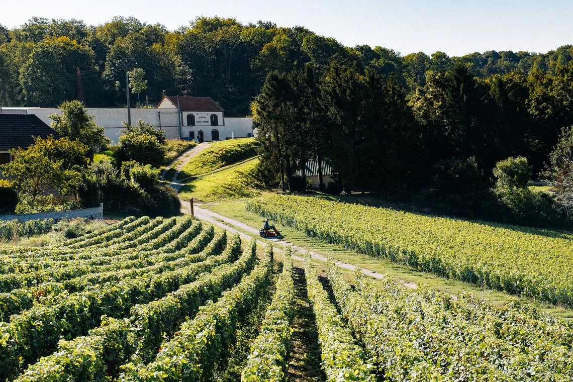 photo-of-vineyard-reims-france-detour-destination-paris