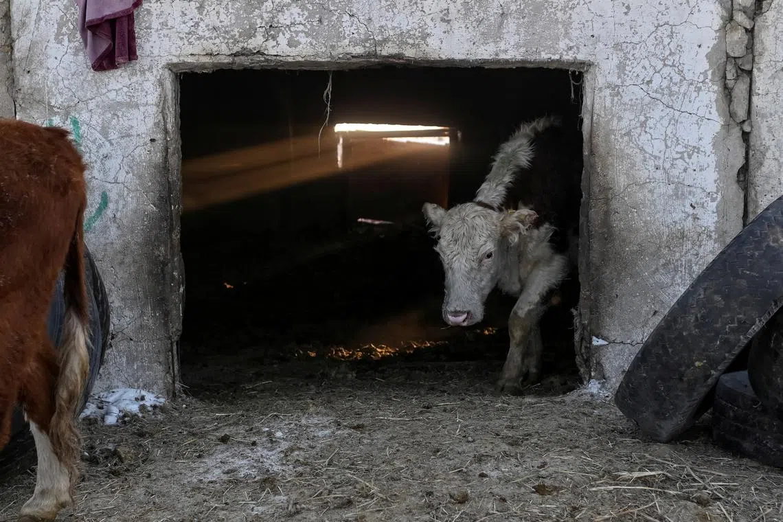 FILE PHOTO: A cow comes out of a barn at a farm in the village of Yaman, Omsk Region, Russia February 11, 2022. REUTERS/Alexey Malgavko/File Photo
