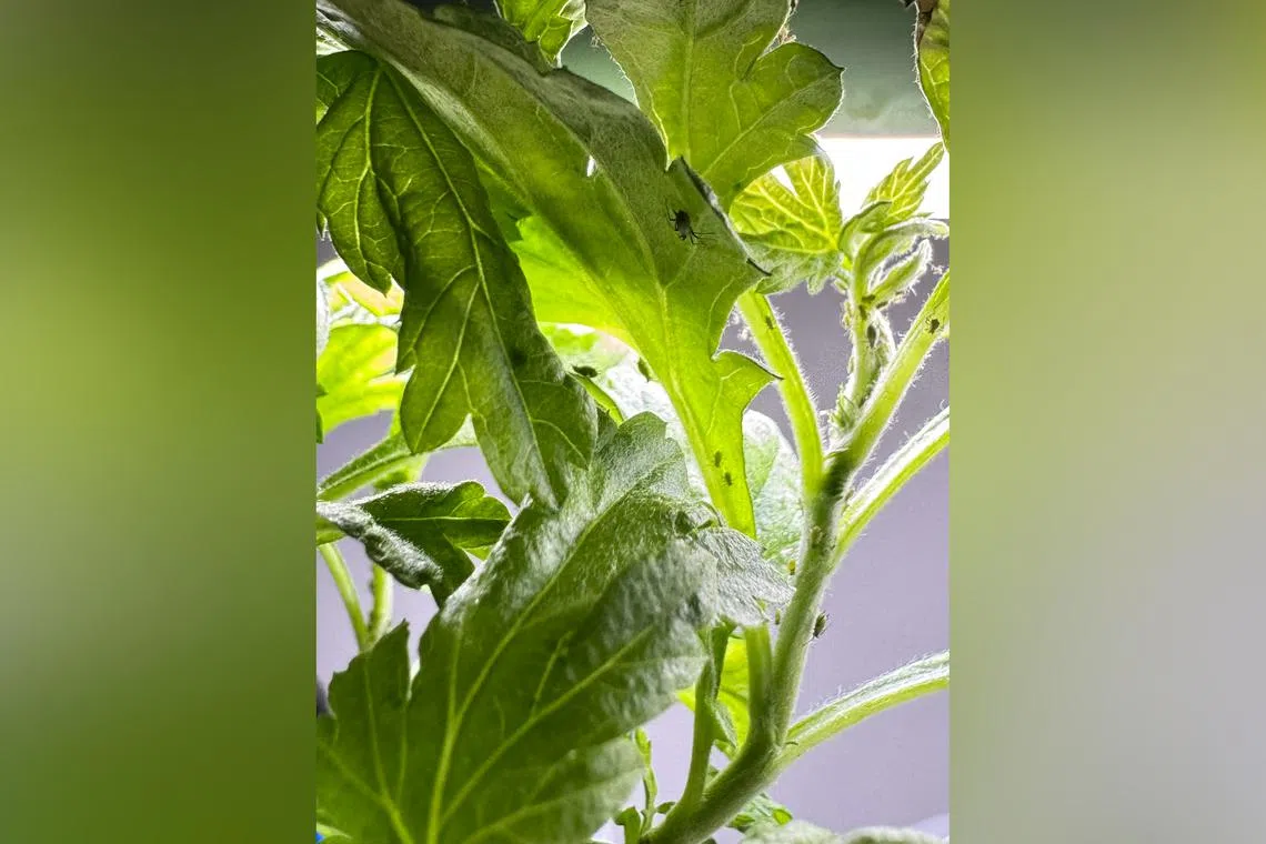 High nitrogen promotes fast growth, which can lead to pest infestations.