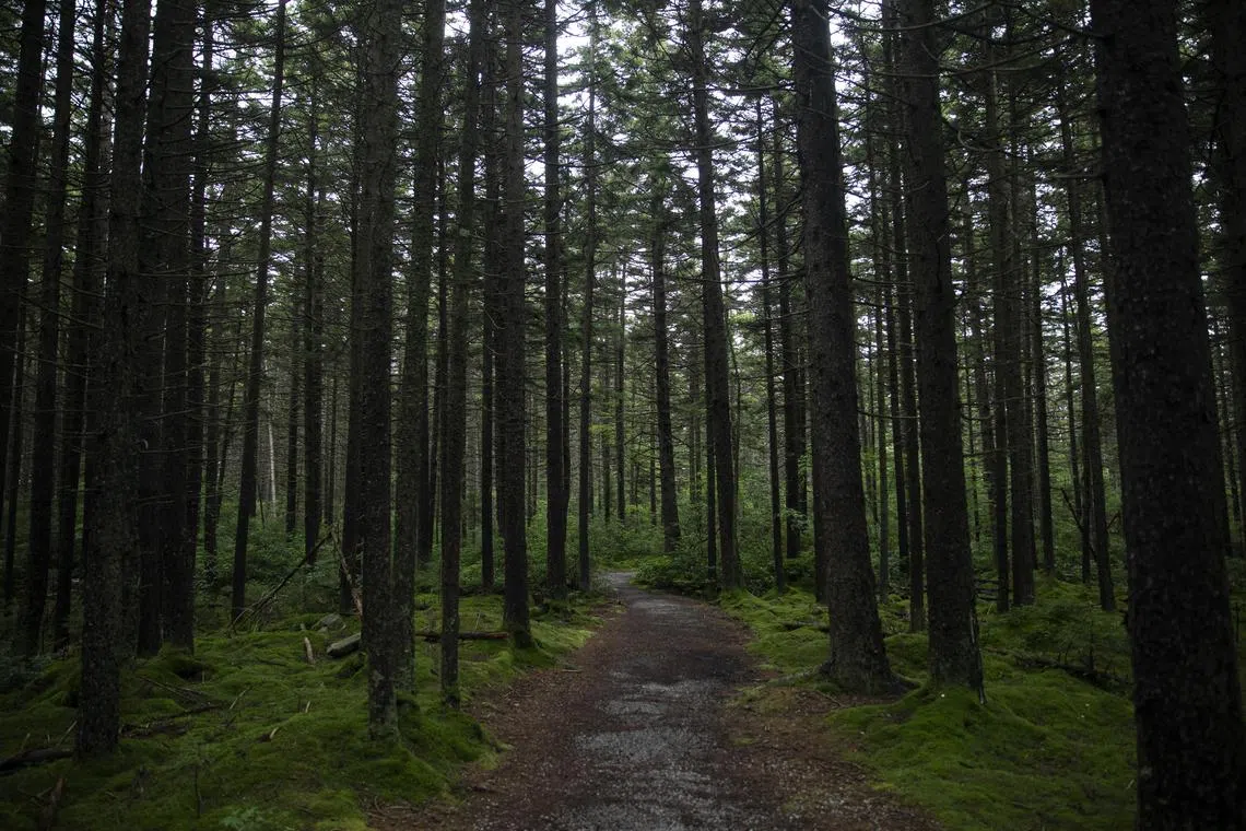 FILE -- Red Spruce trees in the Monongahela National Forest, which includes some areas that were surface mined for coal before being restored to forest, in West Virginia, Aug. 17, 2022. Restoring global forests where they occur naturally could potentially capture an additional 226 gigatons of planet-warming carbon, equivalent to about a third of the amount that humans have released since the beginning of the Industrial Era, according to a new study published on Monday, Nov. 13, 2023, in the journal Nature. (Maddie McGarvey/The New York Times)