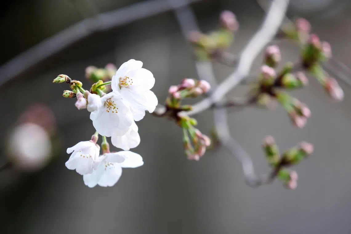 epa11984951 Cherry blossoms are seen on a Somei-Yoshino cherry tree at Yasukuni Shrine in Tokyo, Japan, 24 March 2025. The Japan Meteorological Agency officially announced on 24 March that a specimen cherry tree (Somei-Yoshino) at Yasukuni Shrine has blossomed, five days earlier than last year.  EPA-EFE/JIJI PRESS JAPAN OUT  EDITORIAL USE ONLY EDITORIAL USE ONLY
