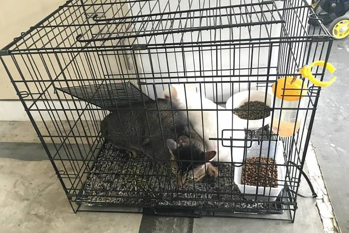 Cats found by SPCA
