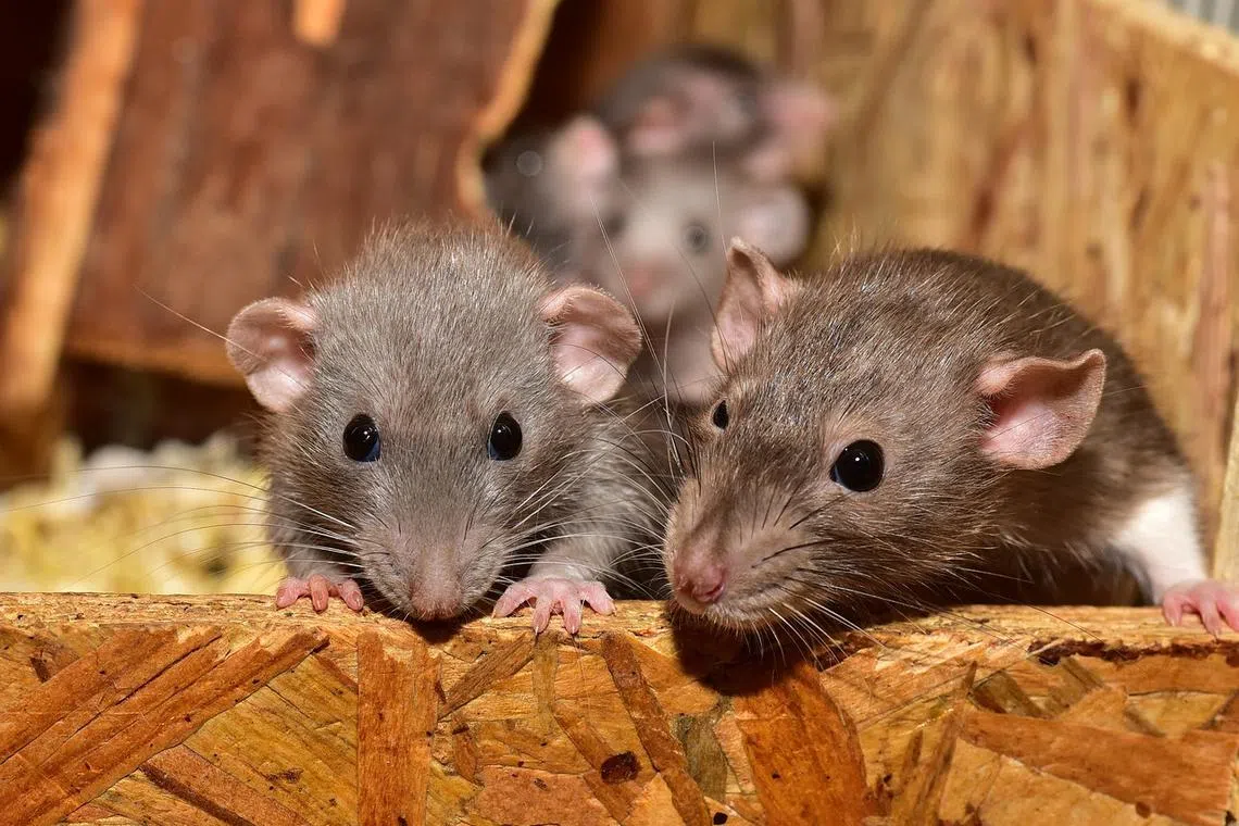 The mouse head was found in a dish of moyuya, or duck stewed with konjac, a local specialty.