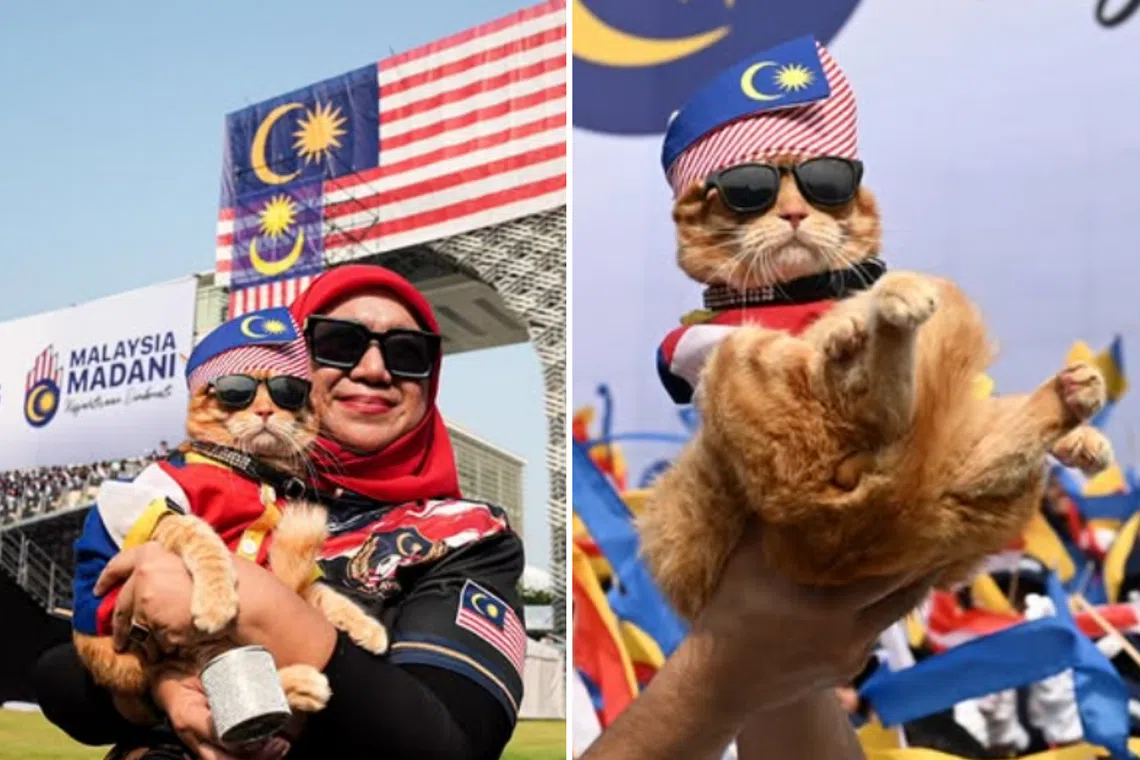 Purr-triotic ‘King Oyen’ turns heads at Malaysia’s National Day rehearsal