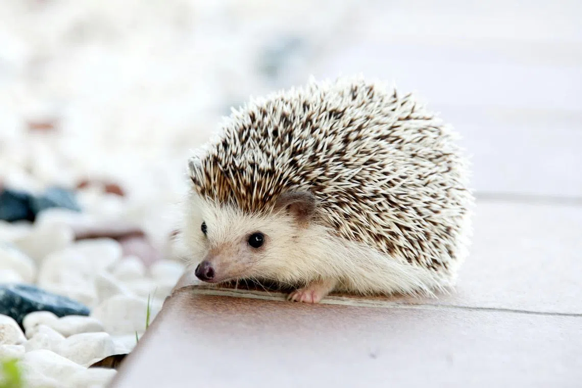 Although selling and buying hedgehogs is illegal in Hong Kong, at least 13 pet hedgehogs were abandoned in August alone in 2023.