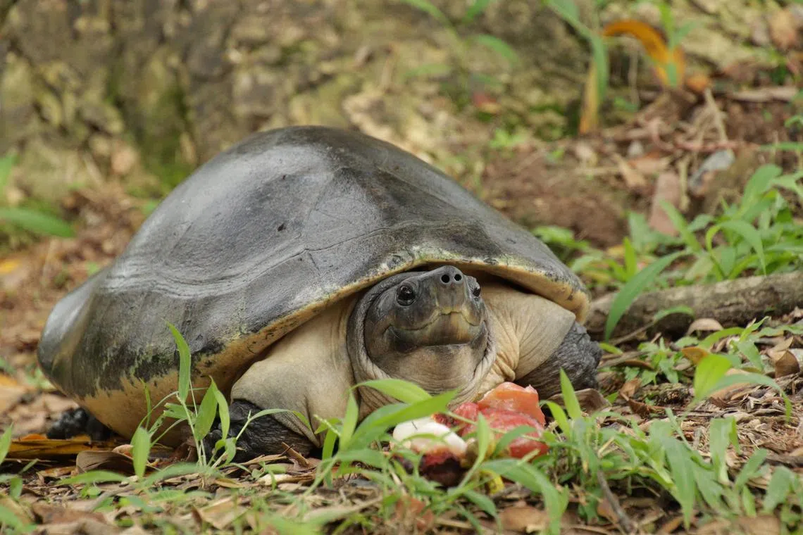 Jasmine, a critically endangered Malaysian giant turtle, was found at Sungei Buloh Wetland Reserve, with red markings on her carapace. The markings suggested that she could be a victim of the illegal wildlife trade. 


Copyright: ACRES