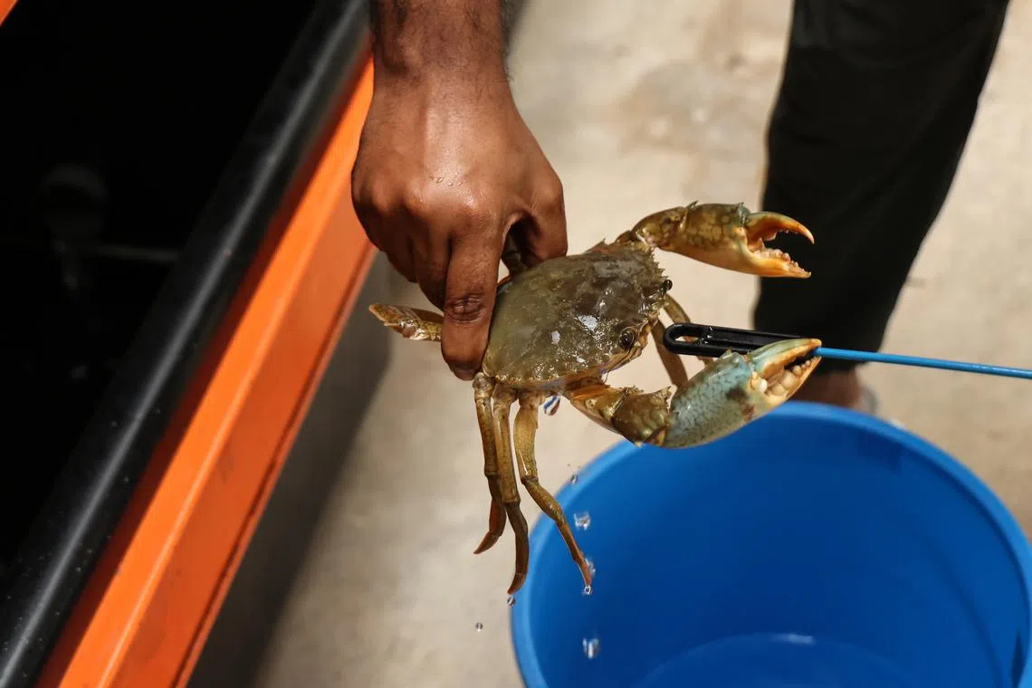 The unique farming concept combines food production with restoring depleted mud crabs in the wild.