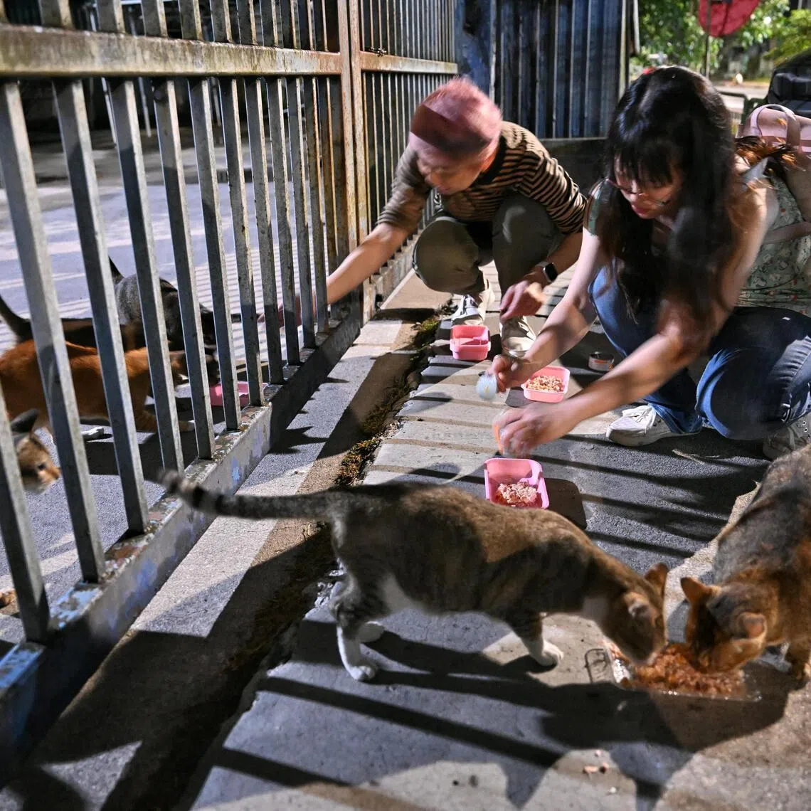 Cat feeders take turns to feed the  cats left at Sunget Kadut, one of Singapore's oldest industrial estates, after businesses in the timber, furniture, construction and waste management industries moved out.  