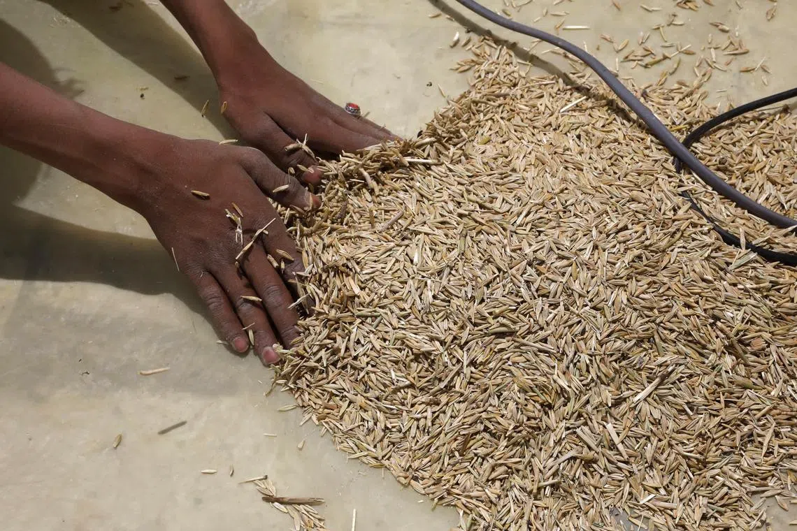 Global wheat prices have spiked about 9 per cent since Russia on July 17 quit a pact that allowed the safe Black Sea export of grain from Ukraine.