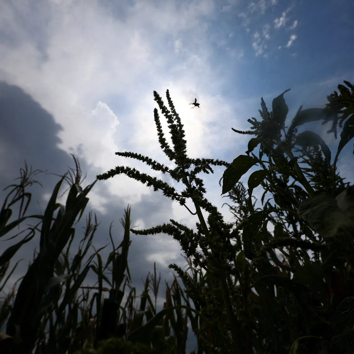 Wars and El Nino have created a perfect storm of higher costs and lower crop yields.