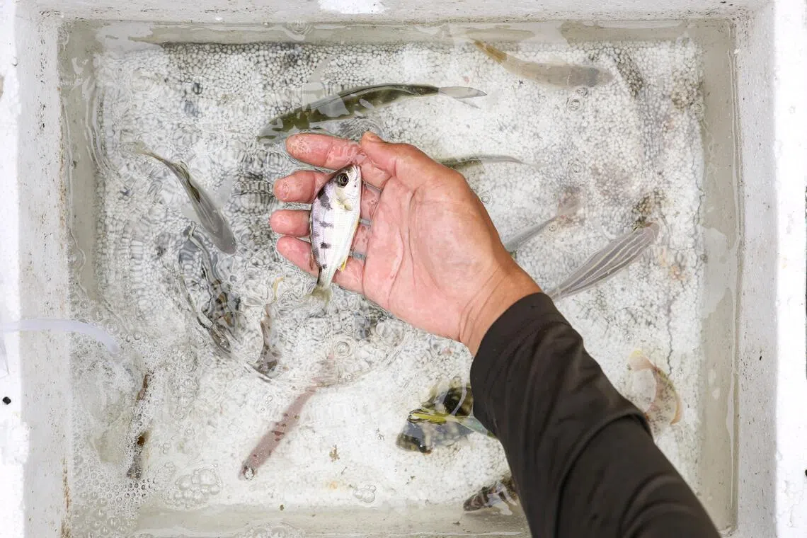 A saddle grunt fish at Bedok Jetty on June 30.