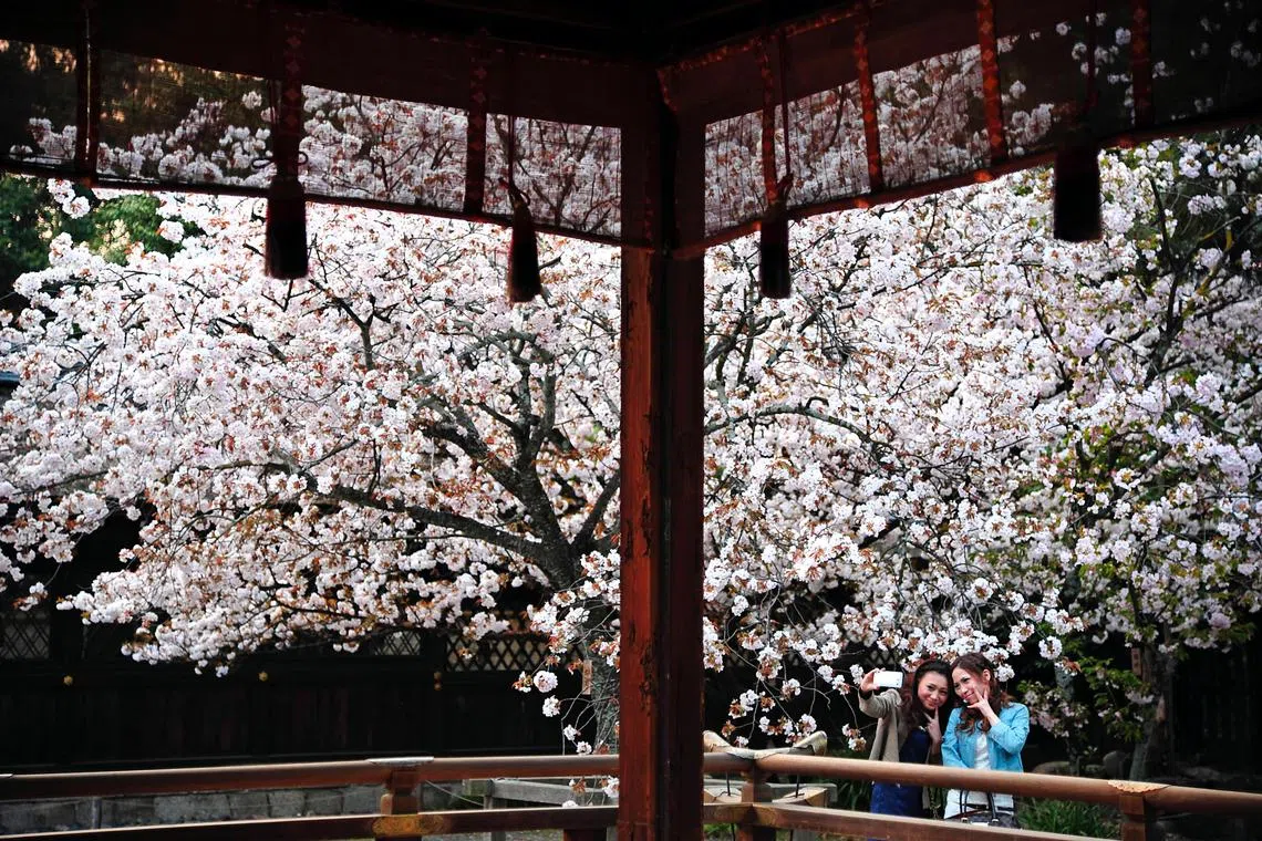Japan’s peak season for cherry blossoms is usually from late March until early April.