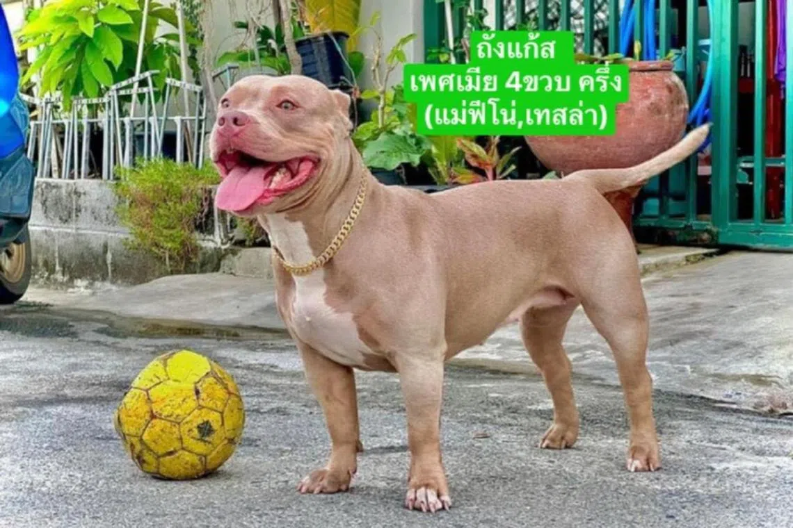 A Watchdog Thailand Foundation Facebook post seeking new homes for the three American bully dogs sparked a furore among netizens.