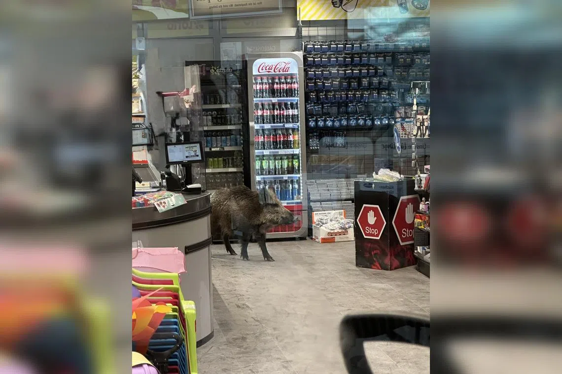 The wild boar eventually ran into the woods which surround the German capital, Berlin.