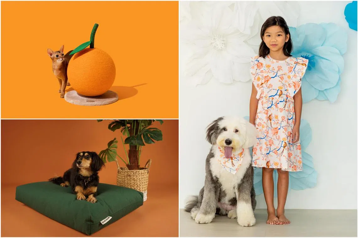 Make your pets part of the festivities by pampering them with new furnishings or dressing them in outfits that match those of their human family.
